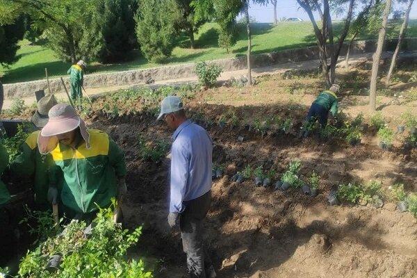 کاشت و واکاری ۱۸ هزار گلدان رز هفترنگ و نسترن در رزکاریهای سهراهی فرودگاه کاشت و واکاری ۱۸ هزار گلدان رز هفترنگ و نسترن در رزکاریهای سهراهی فرودگاه