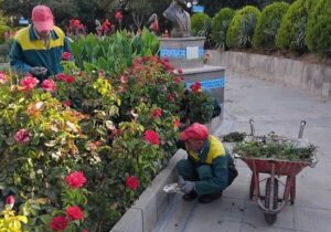 اجرای عملیات وجینکاری گلهای محدوده شهرداری منطقه ۸ تبریز