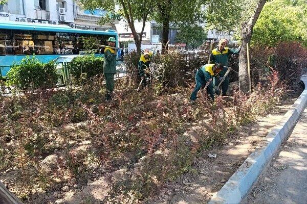 کاشت زرشک و پیراکانتا در رفیوژ میانی بلوار جمهوری اسلامی کاشت زرشک و پیراکانتا در رفیوژ میانی بلوار جمهوری اسلامی