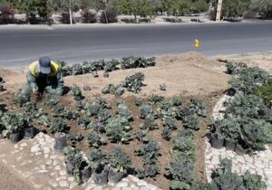 آغاز کاشت ۶۰ هزار بوته گل پاییزه در سطح فضای سبز منطقه ۵ تبریز