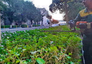بازپیرایی و فرم‌دهی ارقام ردیفی در معابر مرکزی تبریز با هدف ارتقای سیمای بصری شهر