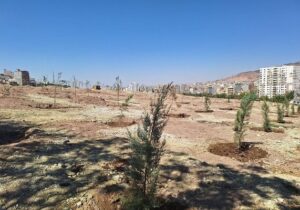 آغاز کاشت سایت ستاد بحران تبریز در راستای توسعه ۶۰۰ هکتاری فضای سبز