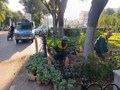 کاشت ۲۰۰  گل کلم داودی در محدوده مرکزی تبریز