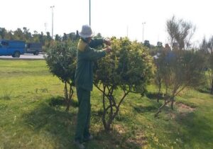 ساماندهی پوشش گیاهی و ارتقای جلوه بصری معابر با اجرای عملیات فرم‌دهی درختچه‌ها