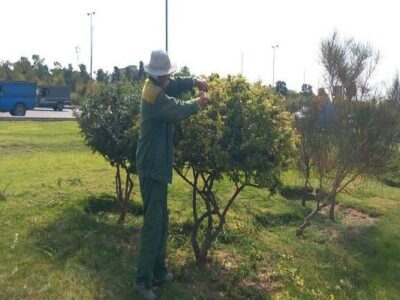 ساماندهی پوشش گیاهی و ارتقای جلوه بصری معابر با اجرای عملیات فرمدهی درختچهها