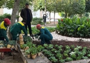 کاشت ۱۳۰ هزار بوته گل پاییزی در معابر و بوستانهای منطقه ۸