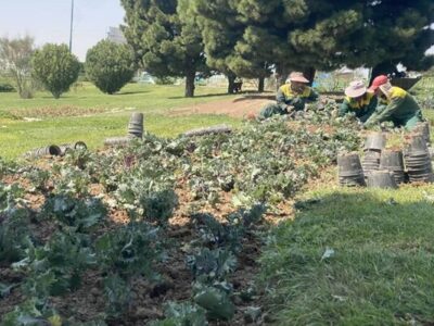 کاشت ۸۰ هزار بوته گل و گیاه پاییزه در فضای سبز منطقه ۶