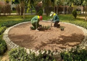 کاشت بیش از ۴۱۰ هزار نهال، درختچه و نشاء در منطقه ۴ تبریز